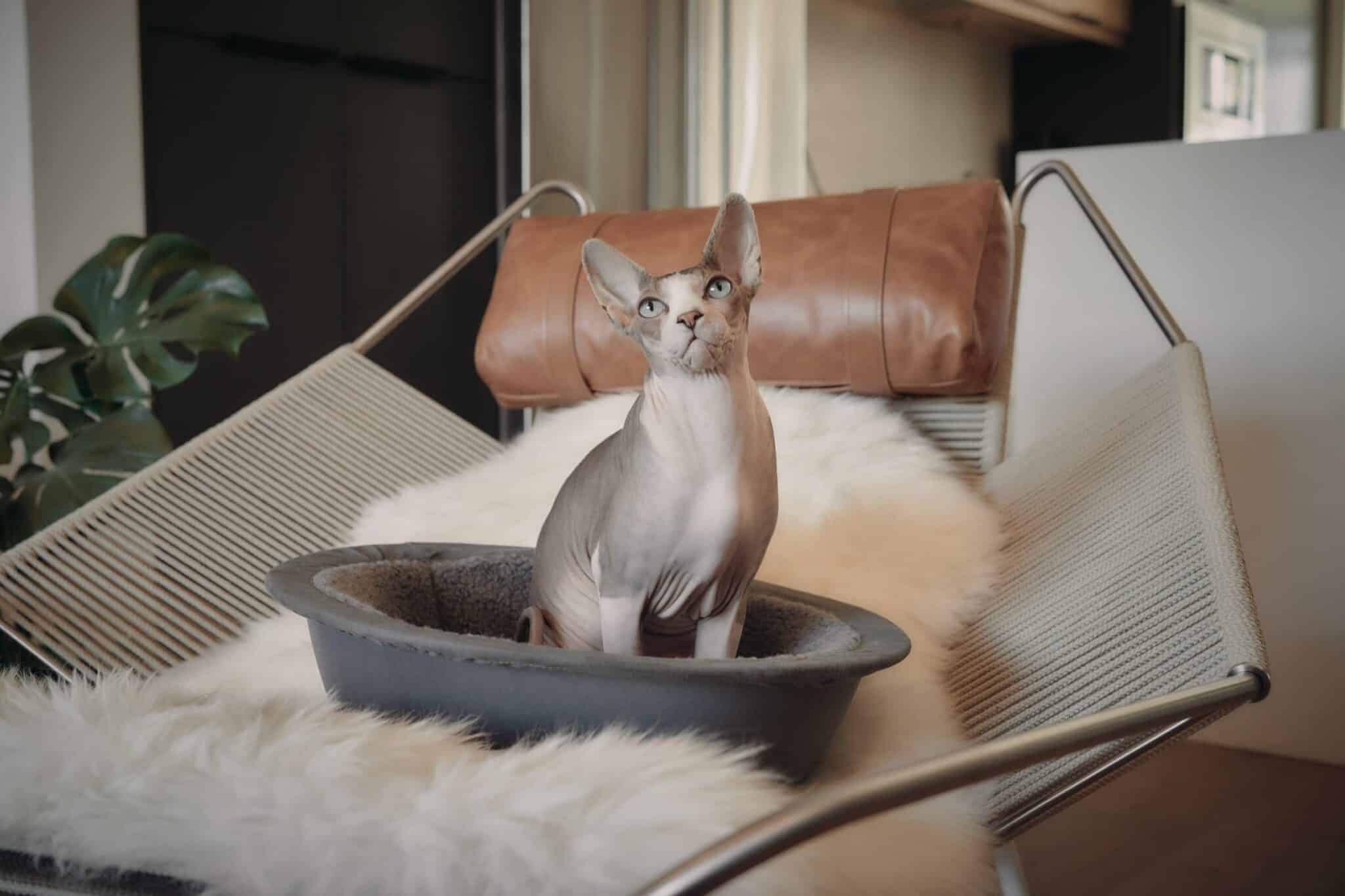 sphynx cat on hepper nest bed on chair
