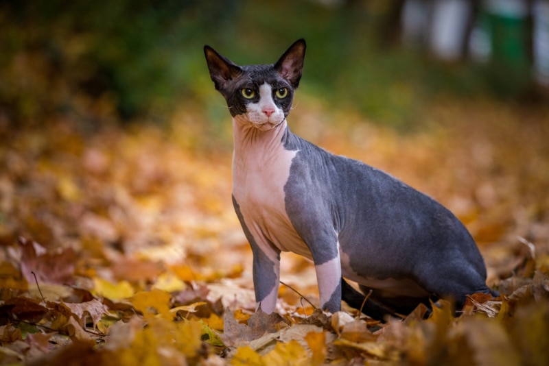 sphynx cat sitting in autumn leaves