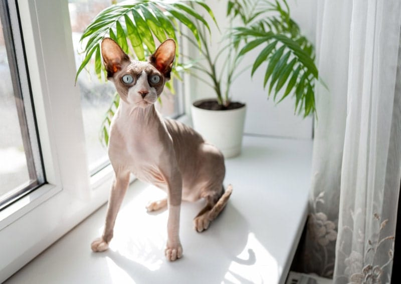 sphynx-cat-sitting-on-the-windowsill