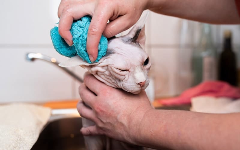 sphynx cat taking a bath in the kitchen sink