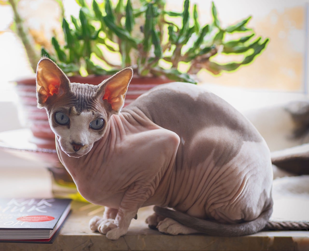 sphynx cat with curly tail