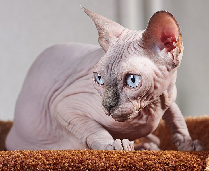 sphynx solid coat