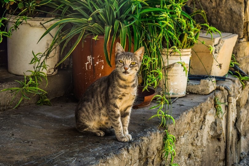 stray cat_Dimitris Vetsikas, Pixabay