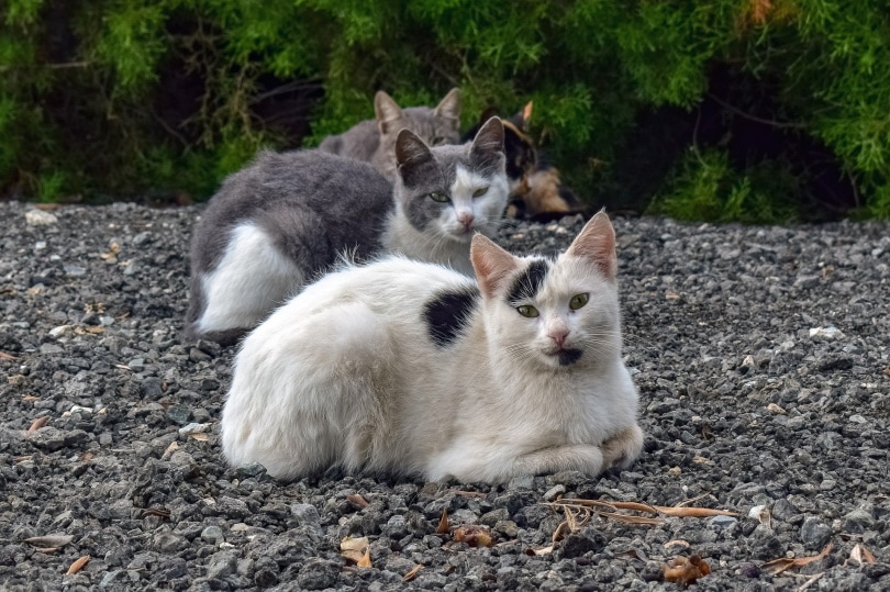 stray cats lying on the ground