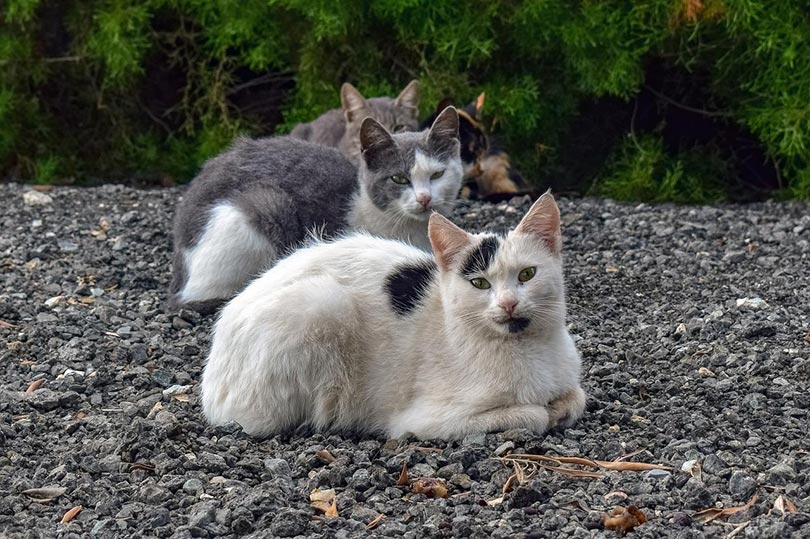 stray cats lying on the ground