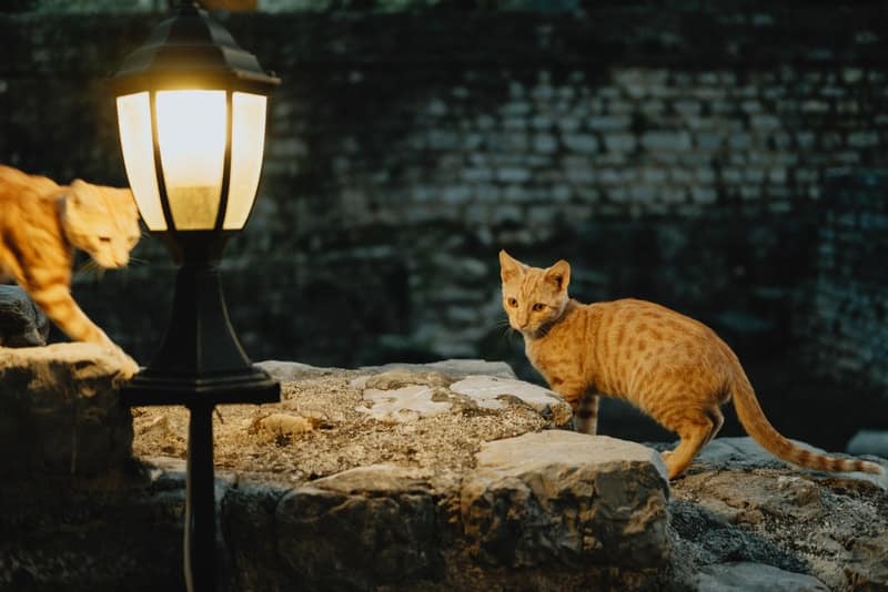 stray cats near street lamp