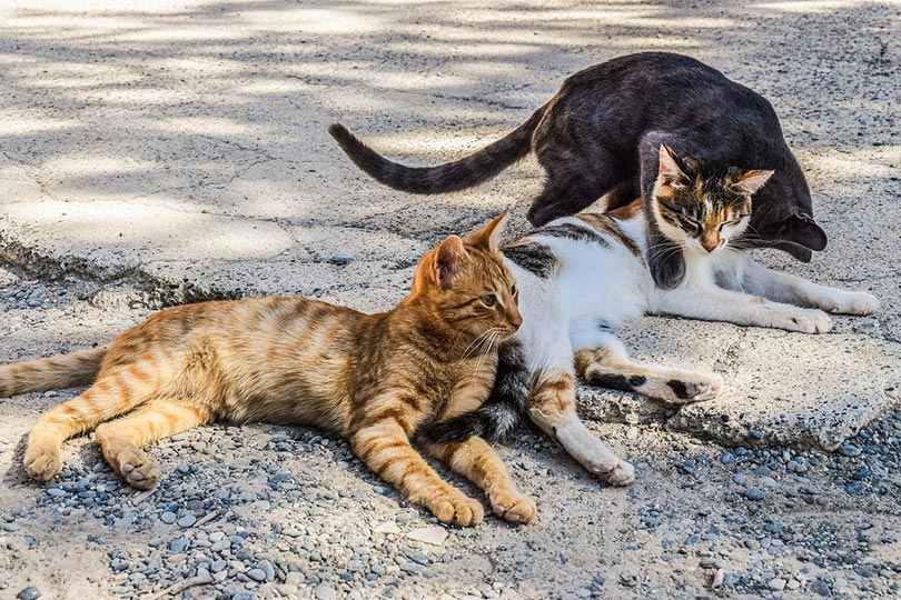 stray cats resting on the ground