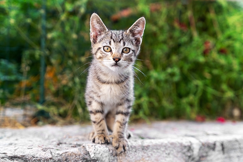 stray kitten at the park