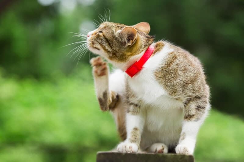 street cat itches on a green background