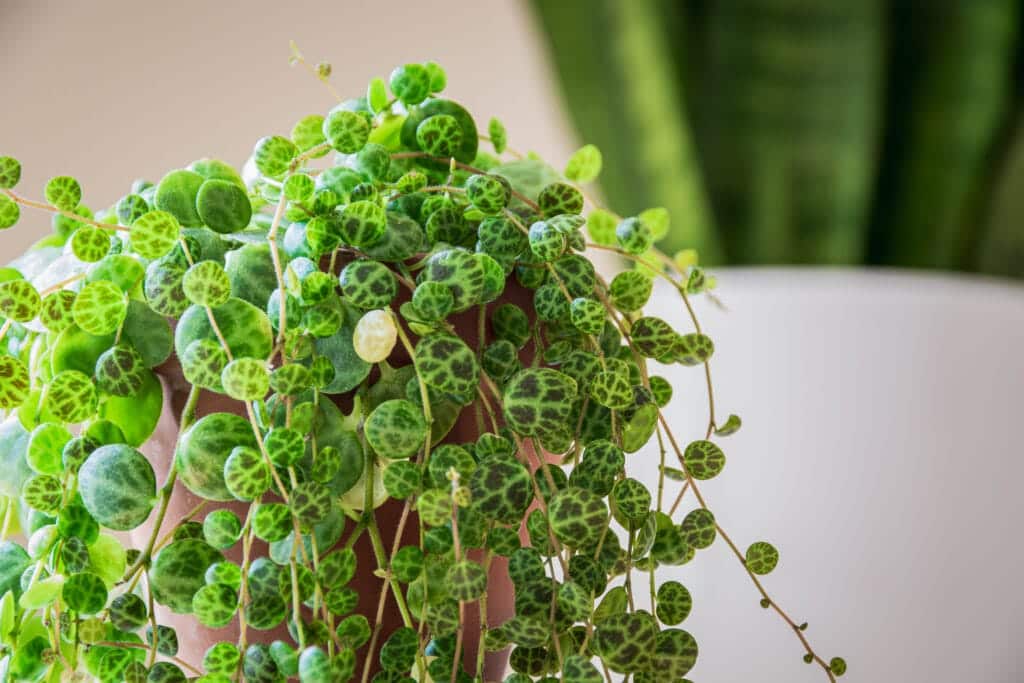 String of Turtle Plant