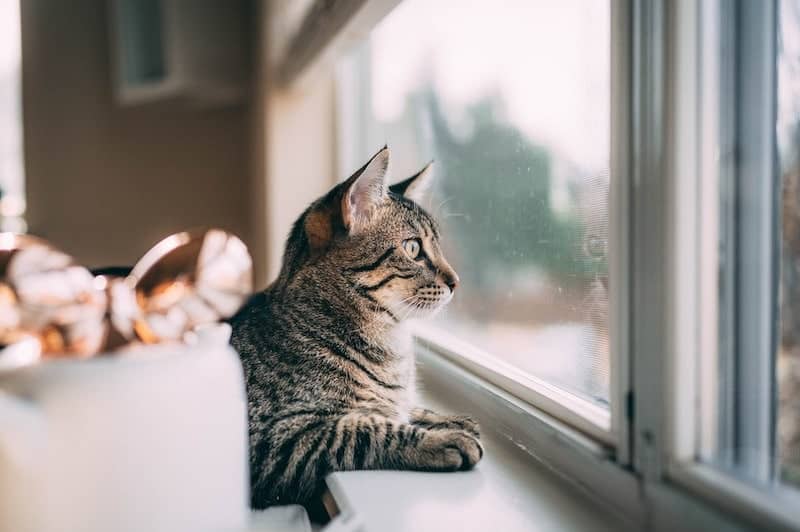 striped cat looking out the window at home