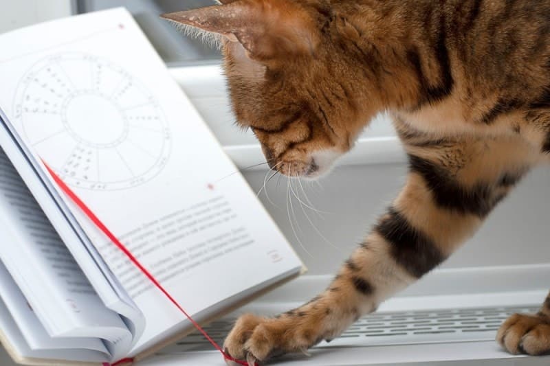 striped cat reading astrology zodiac book