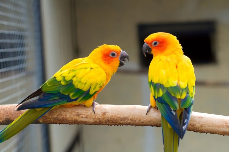 sun conure parakeet birds perching