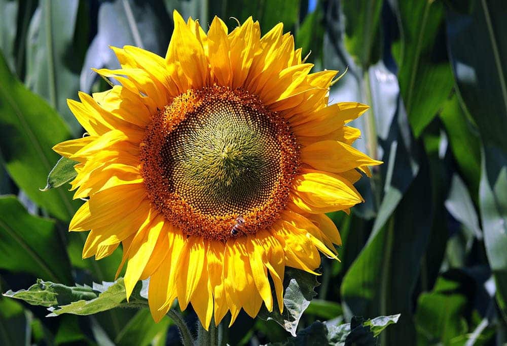 sunflower close up