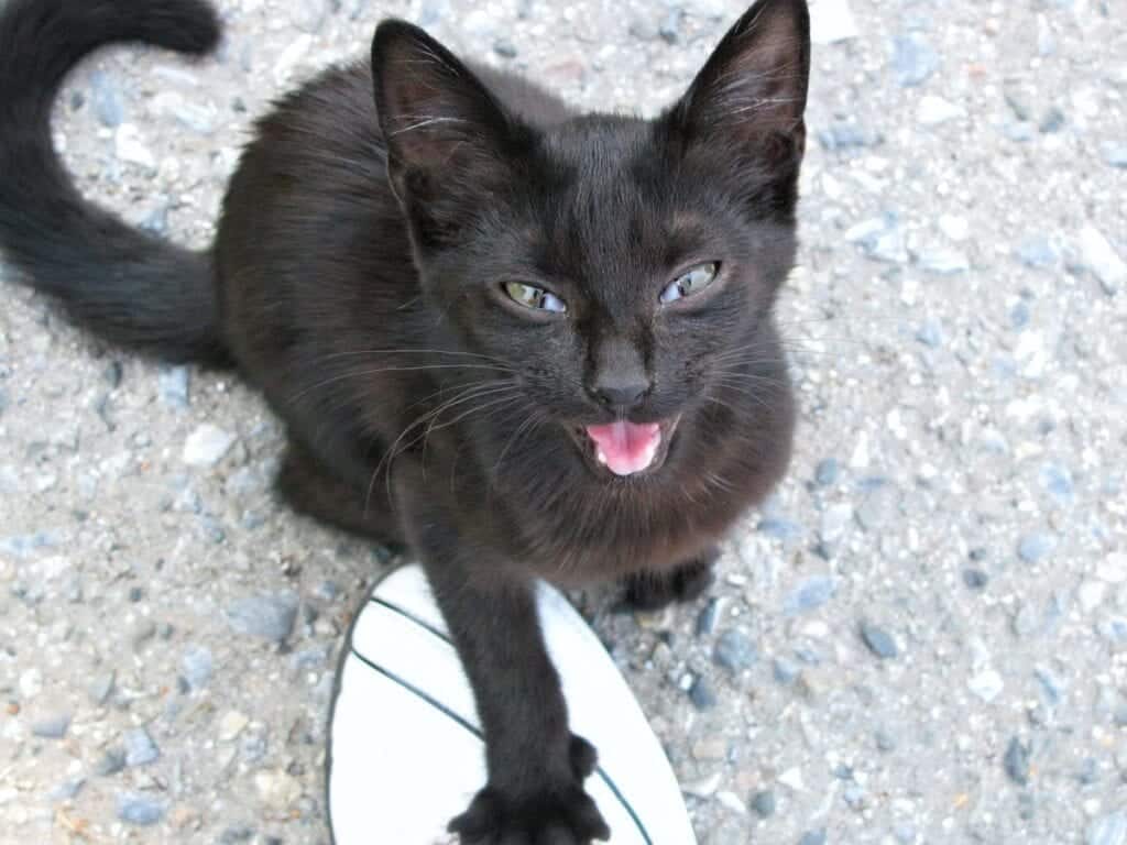 Bombay Black Cat Meowing and touching a foot