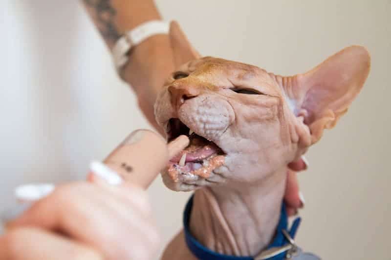 syringe feeding a Sphinx cat