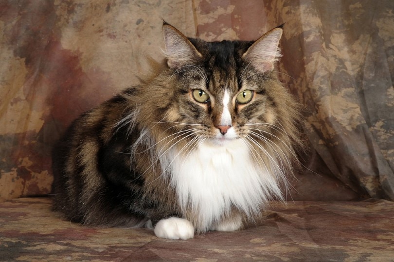 tabby and white Norwegian forest cat