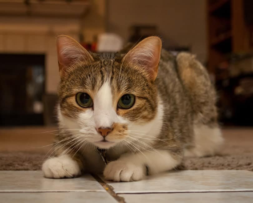 tabby and white manx cat