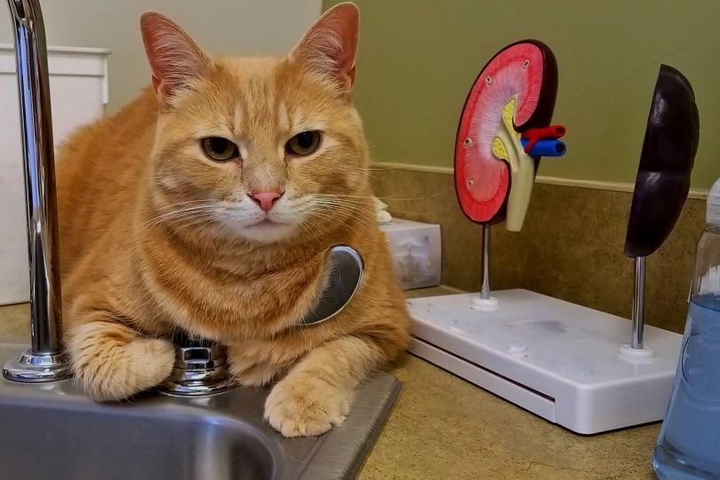 tabby cat at vet clinic