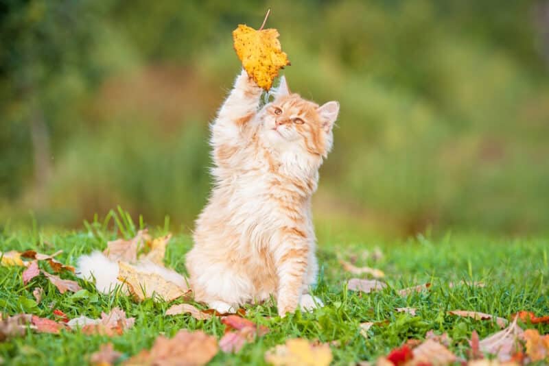 tabby cat catching falling leaves