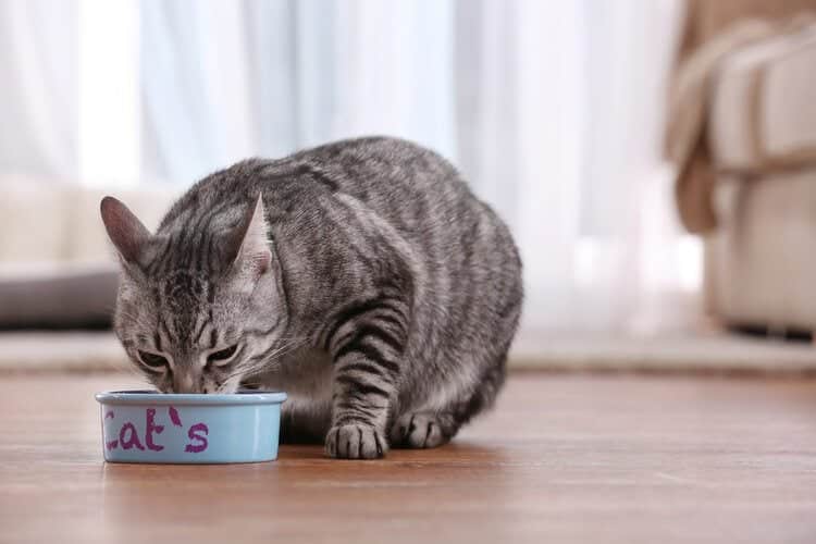 tabby cat eating cat food out of bowl inside