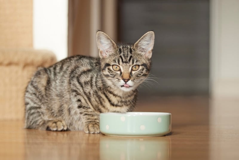 tabby cat eating foom from feeding bowl
