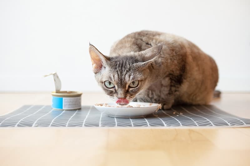 tabby cat eating wet canned food