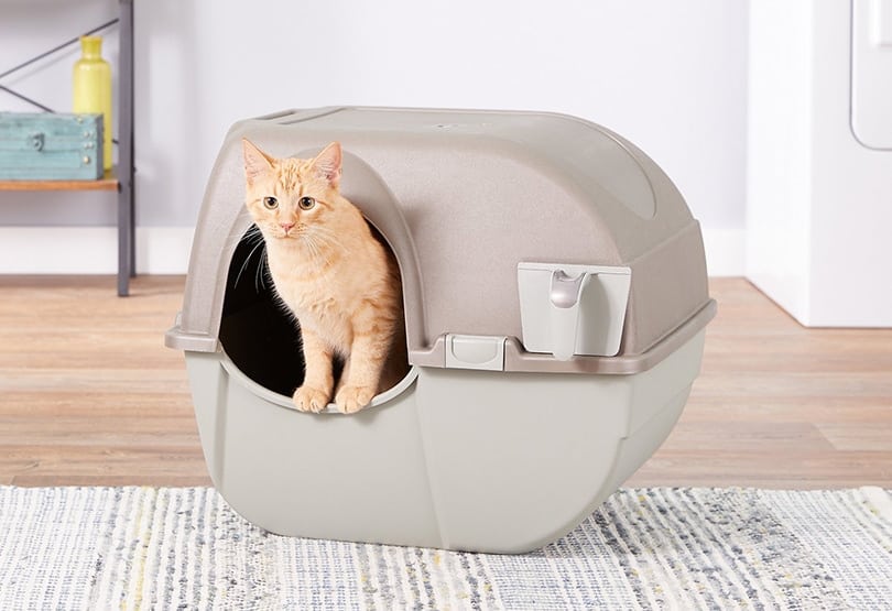tabby cat in a covered cat litter box