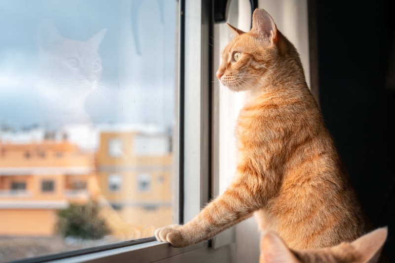 tabby cat leans its paws on the window