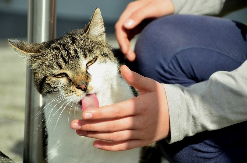 tabby cat licking a man's hand