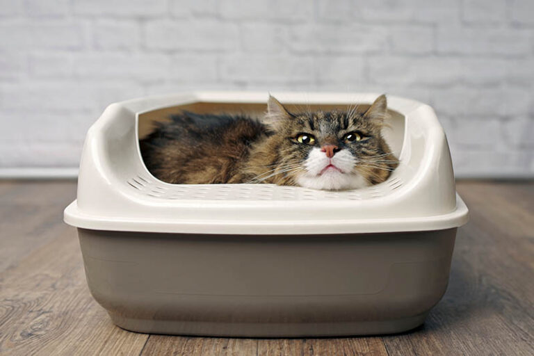 Senior Cat Litter Box Habits photo
