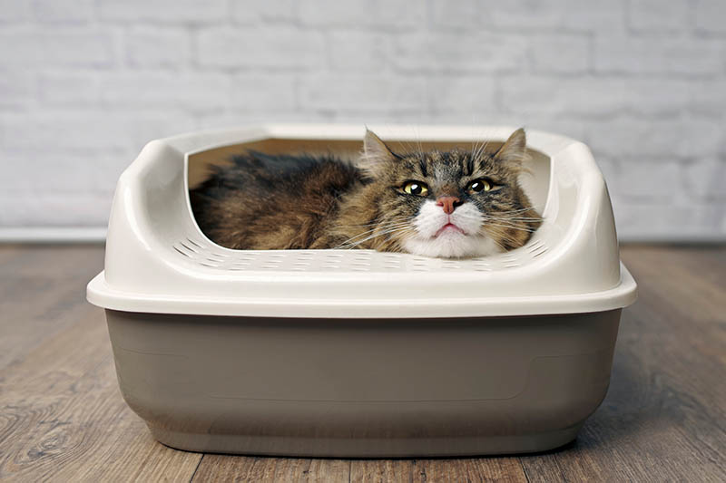 tabby cat lying inside the litter box