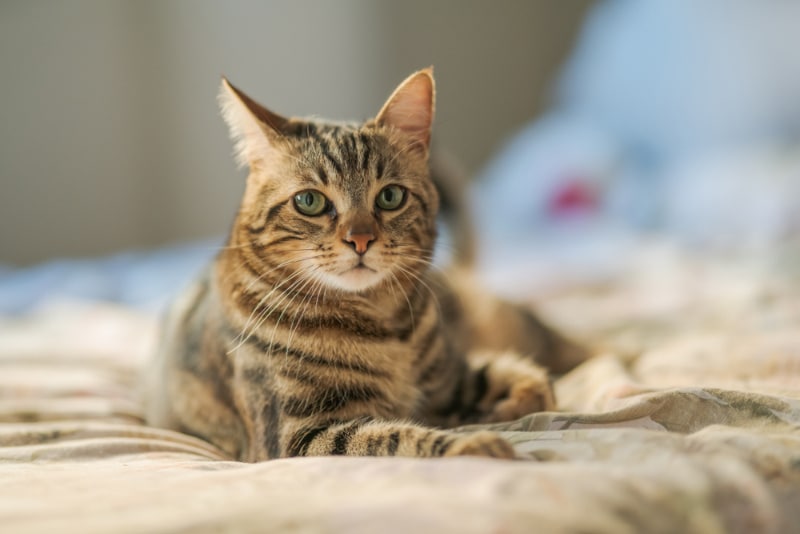 tabby cat lying on bed