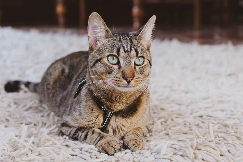 gato atigrado tirado en la alfombra en el interior