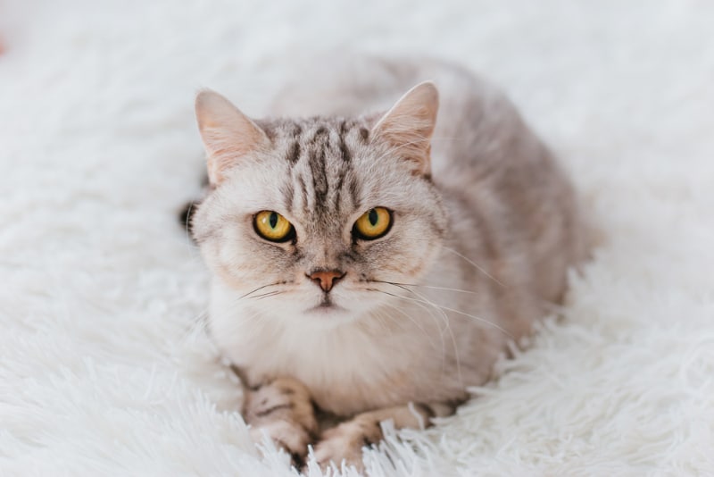 tabby cat lying on the blanket