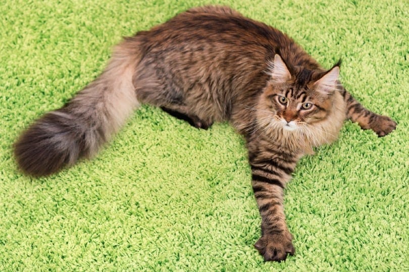 tabby cat scratching a carpet
