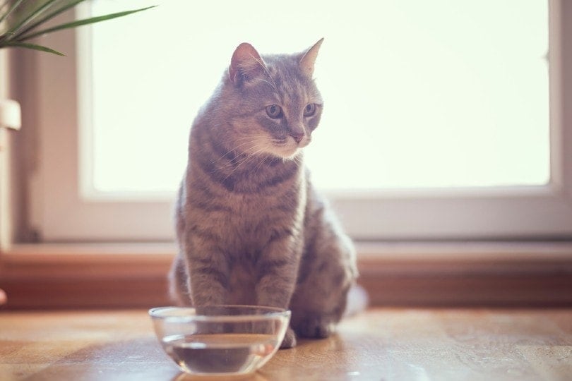 tabby-cat-sitting-next-to-a-bowl-of-water