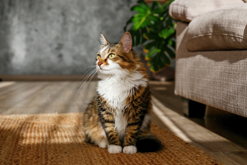 tabby cat sitting on the jute wicker rug