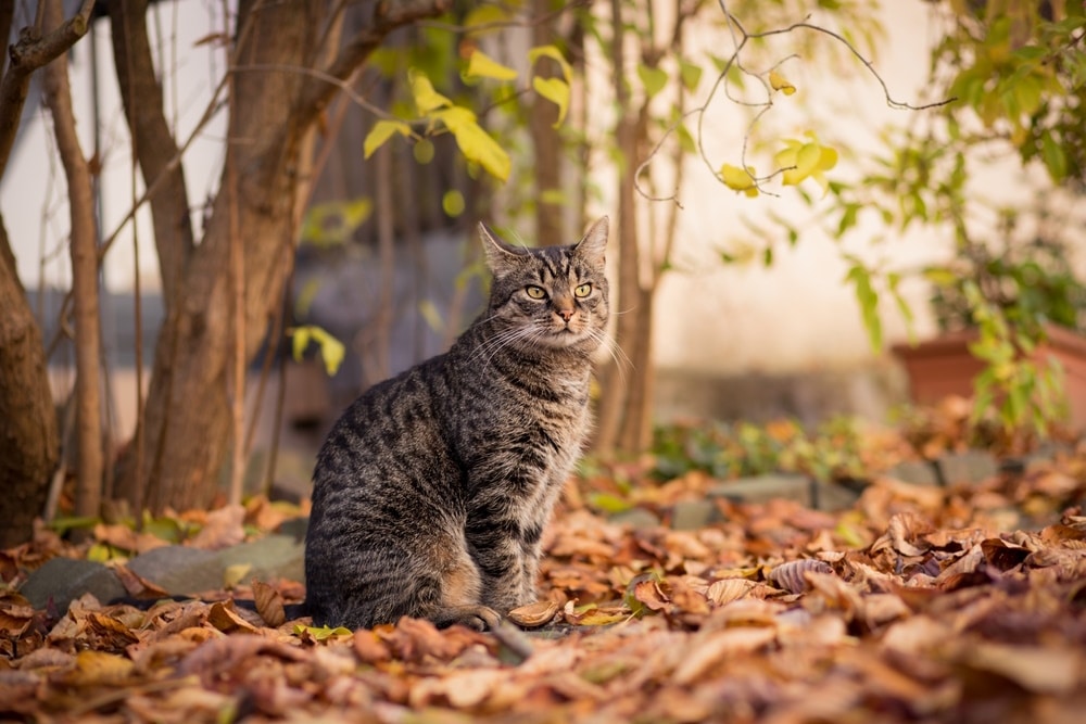 tabby cat sitting outdoor