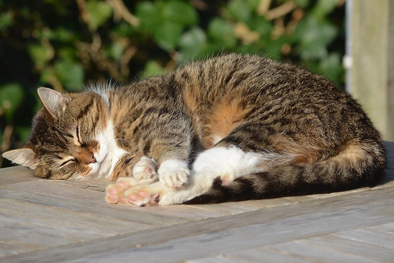 tabby cat sleeping outside tabby cat sleeping outside