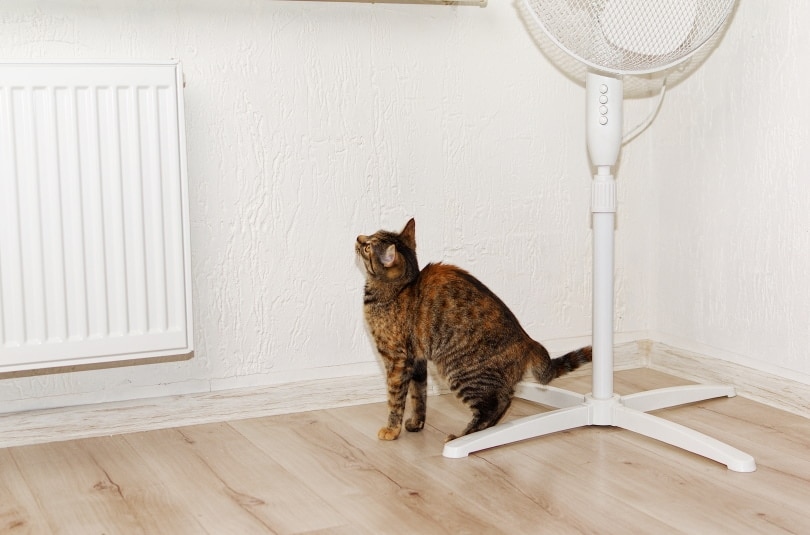 tabby cat standing near fan