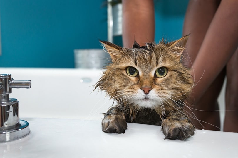 tabby cat taking a bath