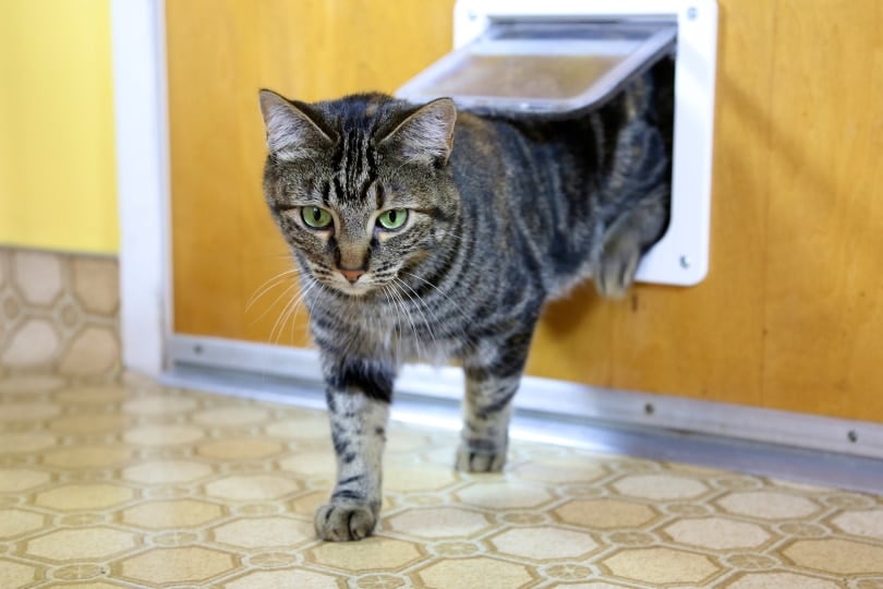 tabby cat uses cat door