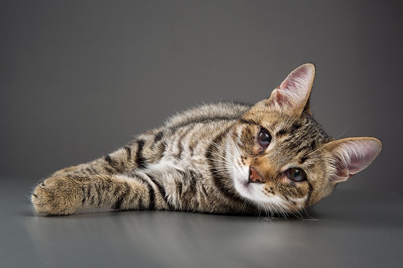 tabby cat with haws syndrome