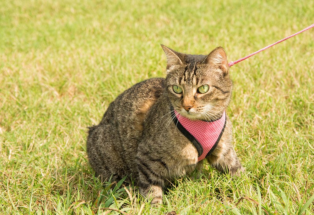 tabby cat with vest harness