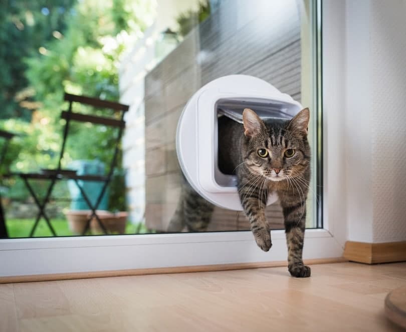 tabby european shorthair cat entering the room_nils Jacobi_shutterstock