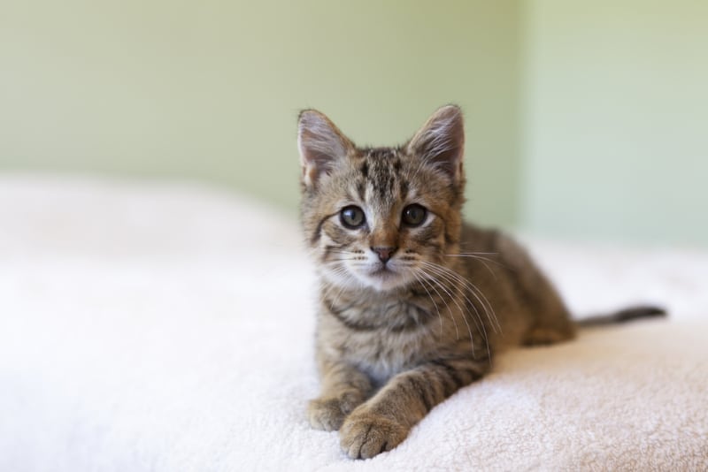 tabby kitten lying on bed