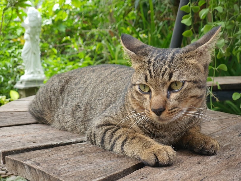 tabby mackerel cat