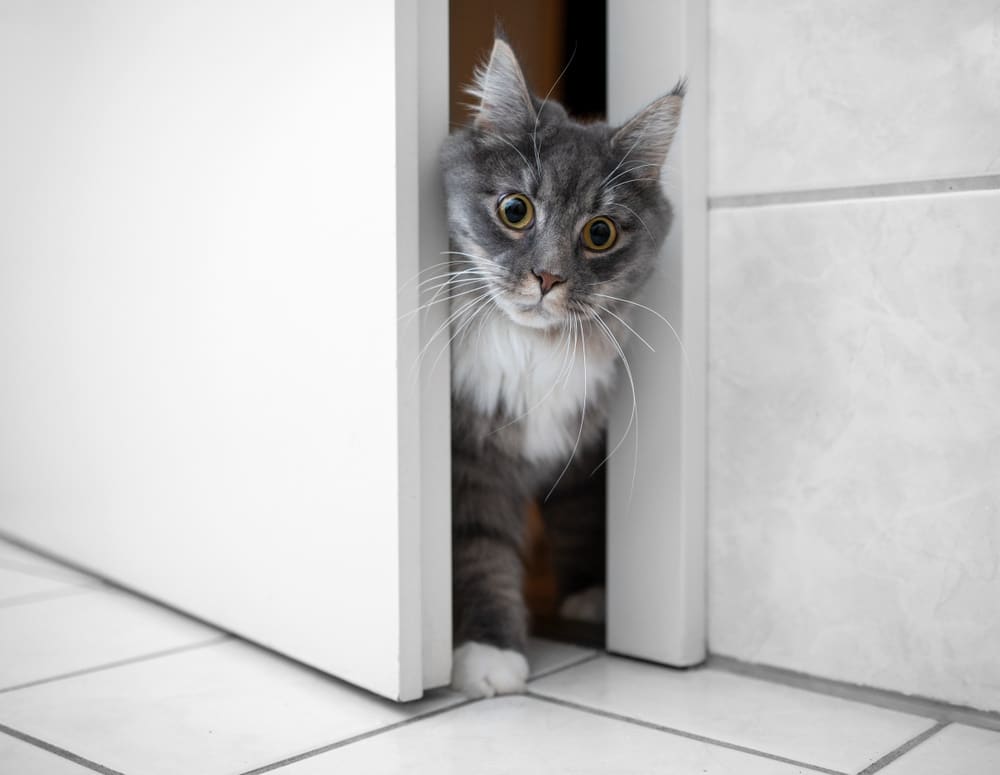 tabby maine coon cat in door gap