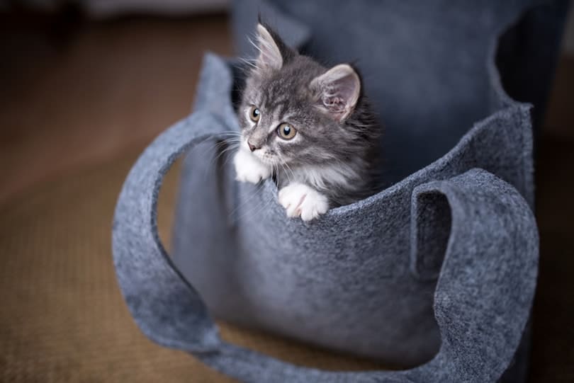 tabby maine coon kitten playing in gray felt bag